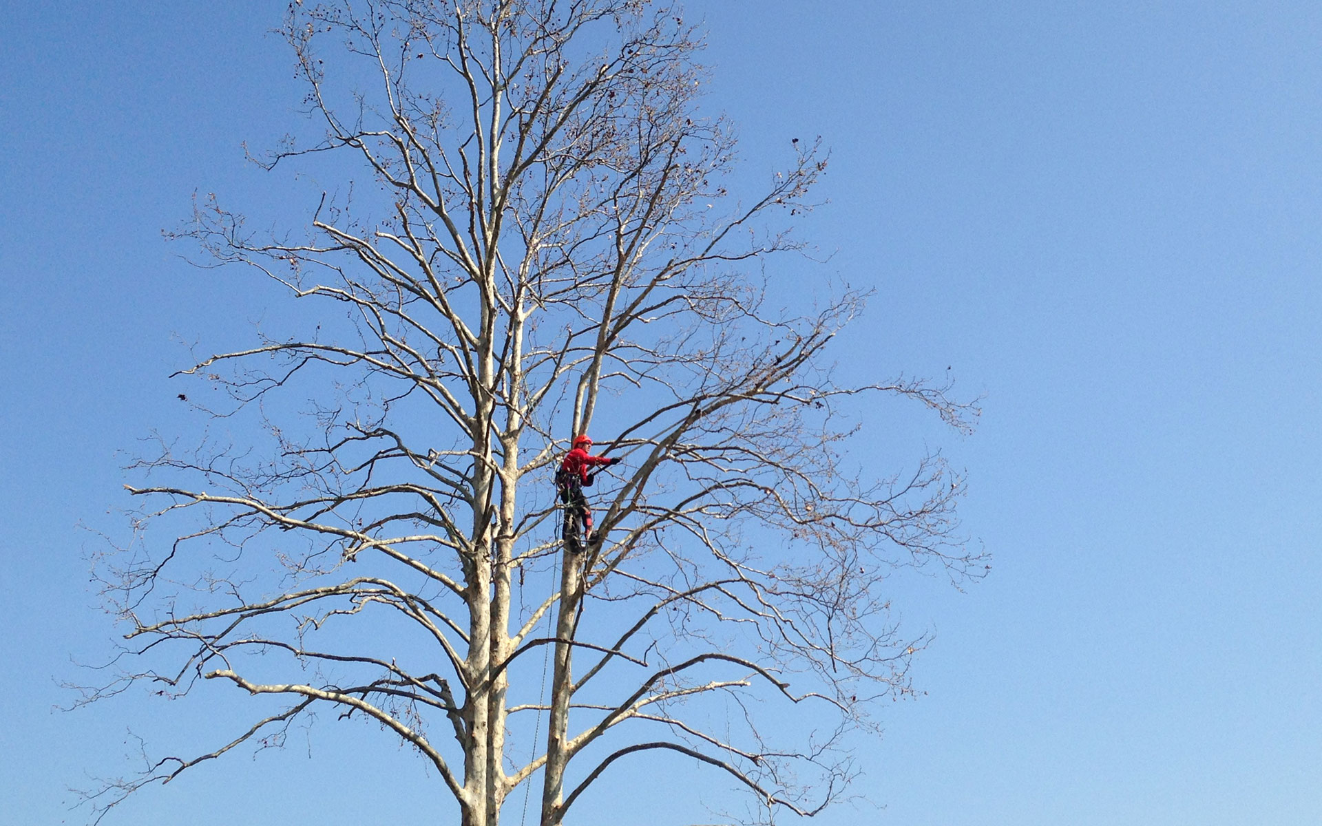 https://www.leforbici.eu/wp-content/uploads/2019/12/forbici-tree-climbing-potatura-piante-alto-fusto-lago-garda.jpg